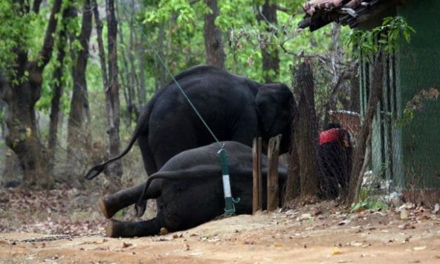 SIGN: Justice for Elephants Chained and Beaten Until they ‘Scream in Agony’