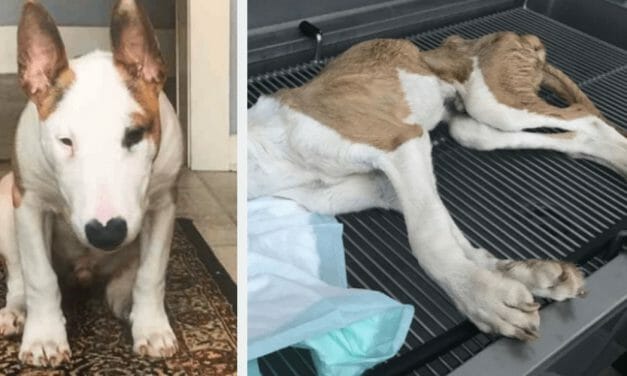 SIGN: Justice for Dallas, Dog Starved to Skin and Bones