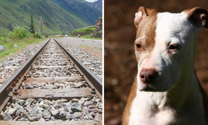 Dog train tracks