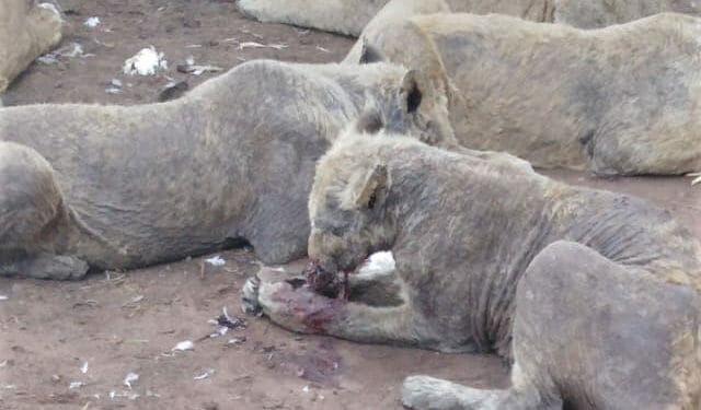 Lions suffering from mange