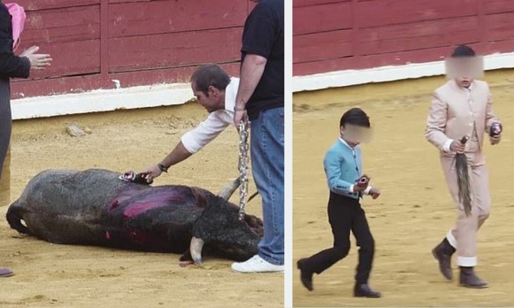 Bull tortured by children