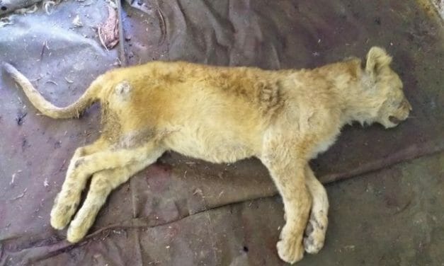 Dead Lion Cubs Found in Freezer at Cruel ‘Canned Hunting’ Farm