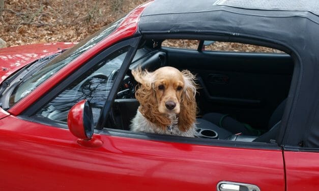 NY Firefighters Can Now Legally Save Dogs Trapped in Hot Cars