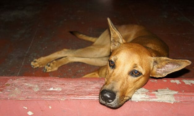 SIGN: Stop the Mass Poisoning of Dogs by Ruthless Gangs in S. Africa