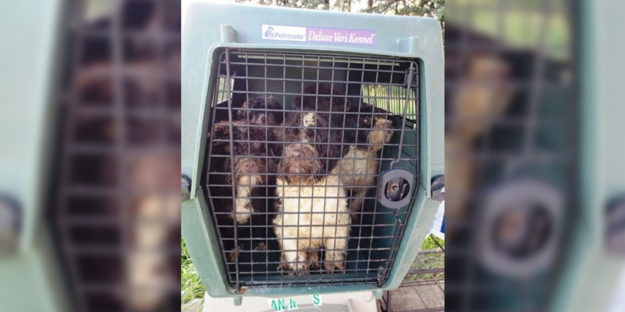 Dogs from puppy mill in a crate