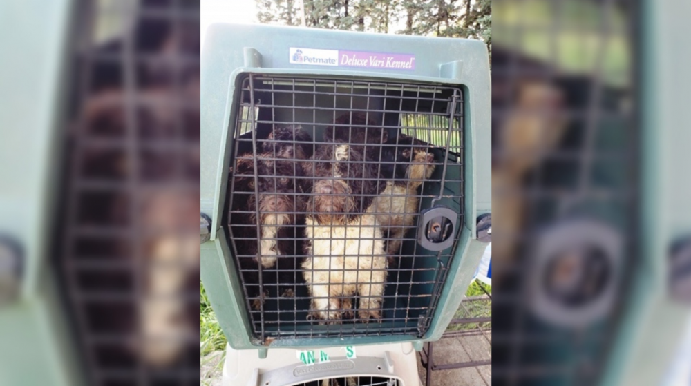 Dogs from puppy mill in a crate
