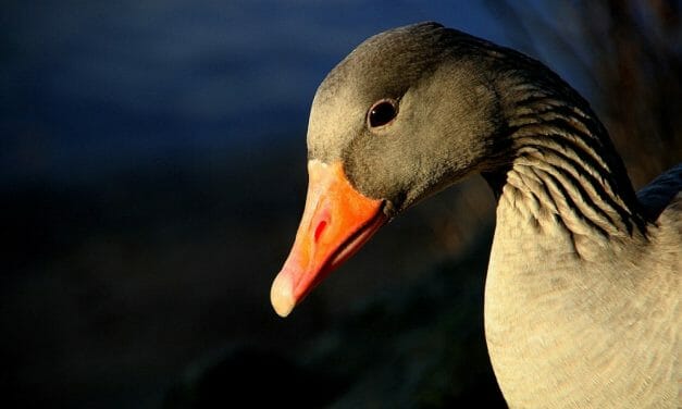 Ukraine’s Last Foie Gras Farm Is About to Shut Its Doors