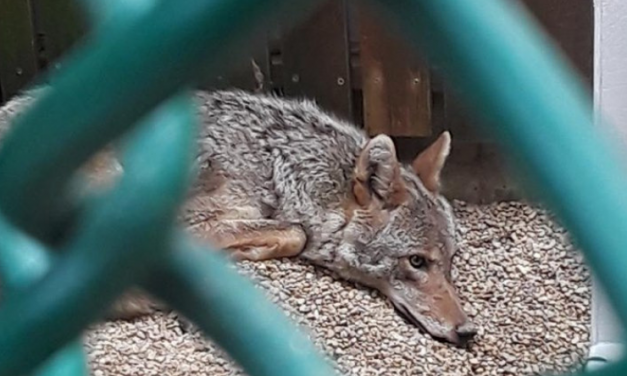 SIGN: Bring Luna the Rescue Coyote Home from Hellish Imprisonment