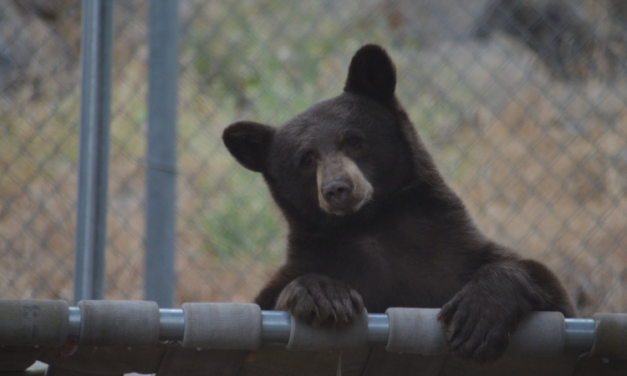 PETITION UPDATE: Sweet Black Bear Cub Is Now Safe At Wildlife Center
