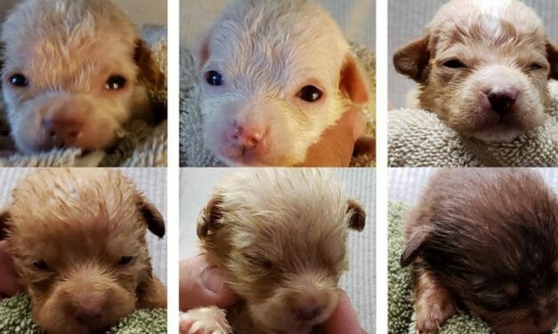 PETITION UPDATE: Woman who Dumped 7 Newborn Puppies into Coachella Dumpster Sentenced to Jail