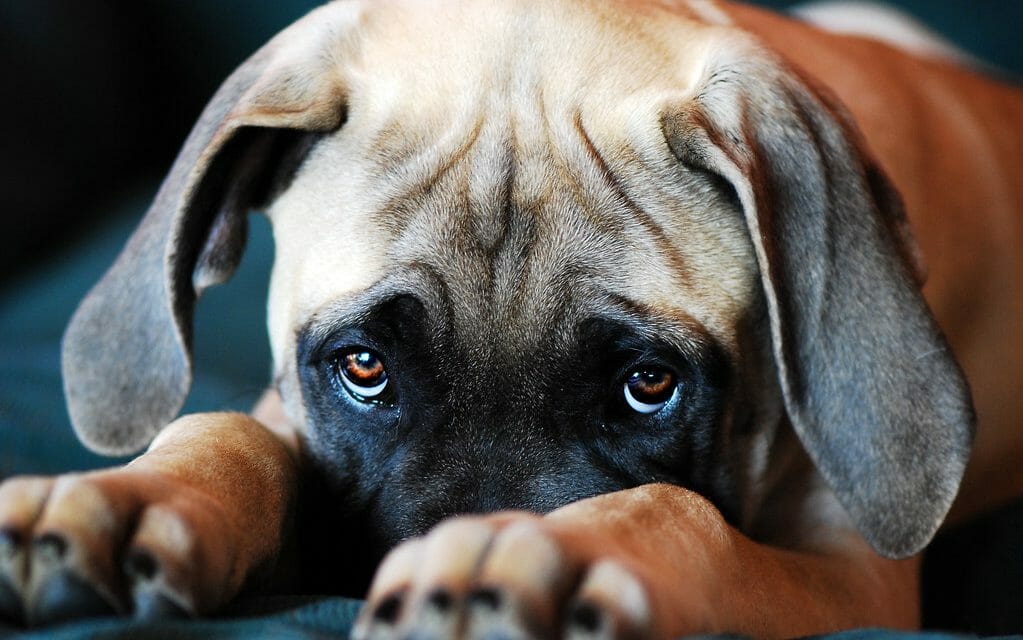 Dog with puppy eyes