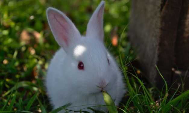 Illinois Has Just Banned Cosmetics Tested on Animals