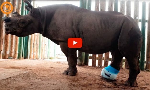 VIDEO: Rhino Shot by Poachers and Left to Die Gets New Cast to Help Her Heal