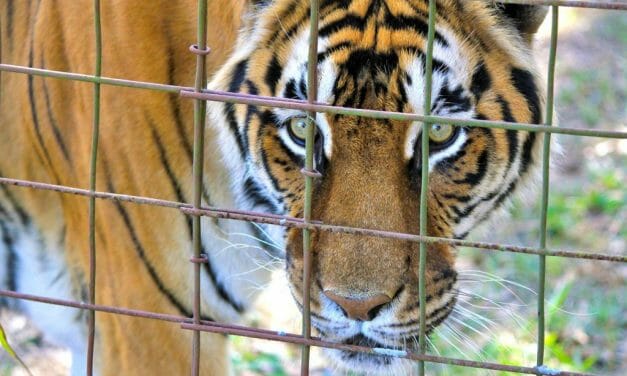 More Than 100 Animals Seized from Cruel Virginia Roadside Zoo