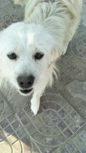 Yellow Hair, one of the many dogs that animal heroes like you have helped us at Lady Freethinker to rescue. Thank you!