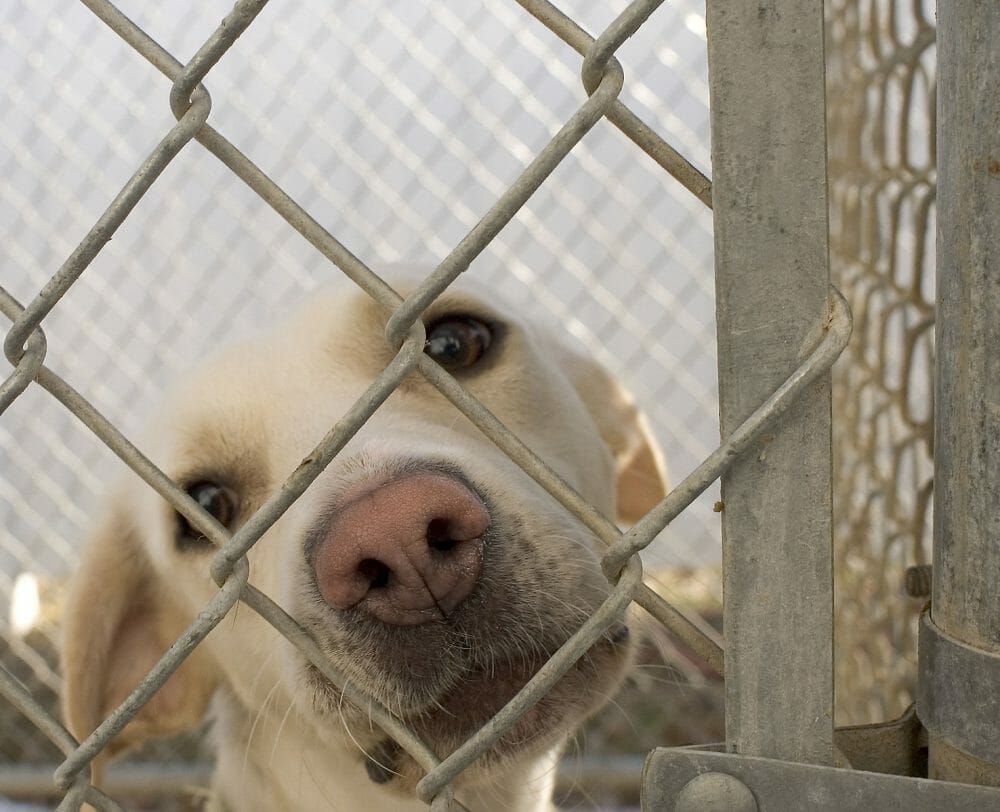Dog gazes out from chain-link kennel