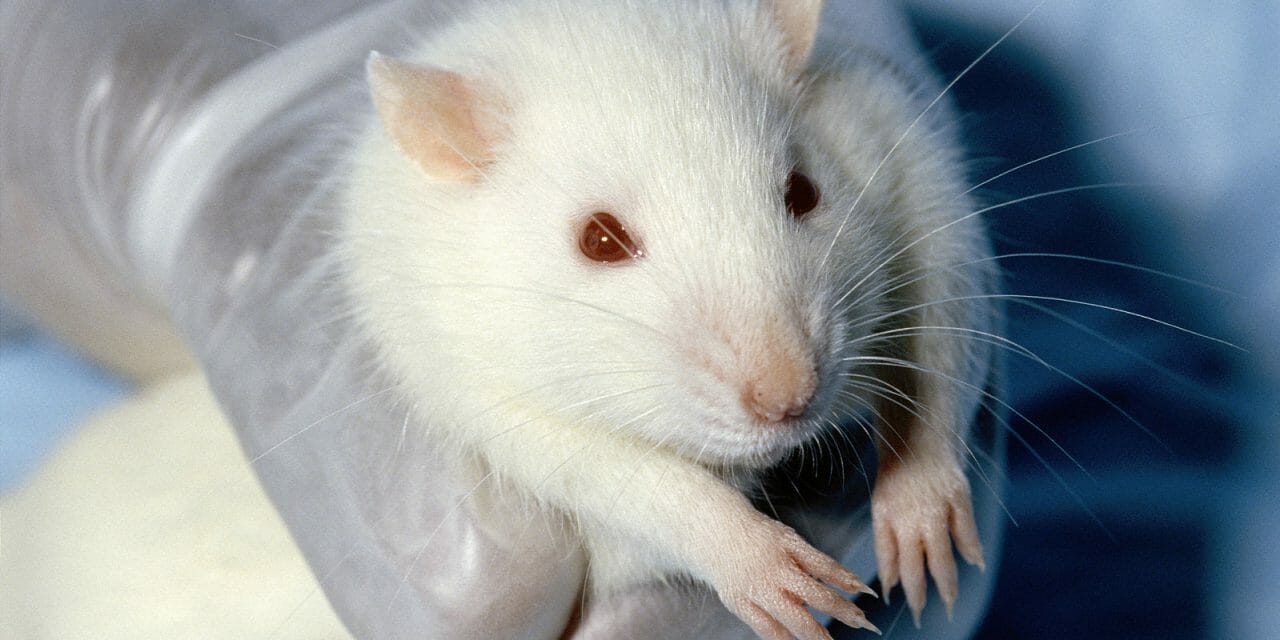 Researchers holds white rat