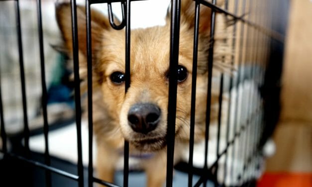 Is That ‘Rescue Shelter’ Really A Puppy Mill, Or Even A Hoarder? Here’s How to Tell