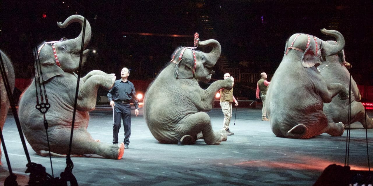 Three elephants sit as part of circus act