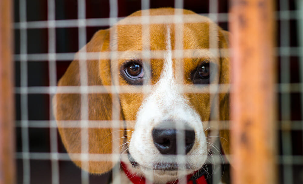 SIGN: Pass the ‘Beagle Bill’ So Ex-Laboratory Dogs Get Adopted, Not Killed