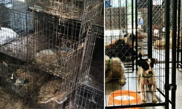 SIGN: Justice for Hundreds of Dead and Dying Dogs Neglected by Fraudulent ‘Rescue’