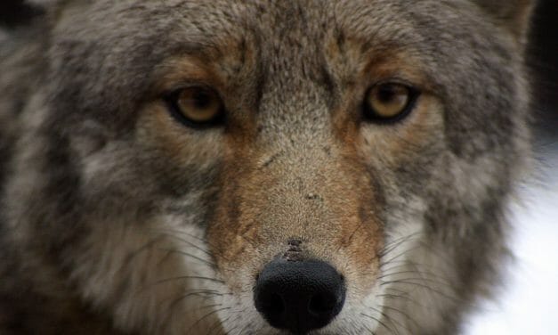 Arizona Has Just Banned Cruel and Barbaric Wildlife Killing Contests
