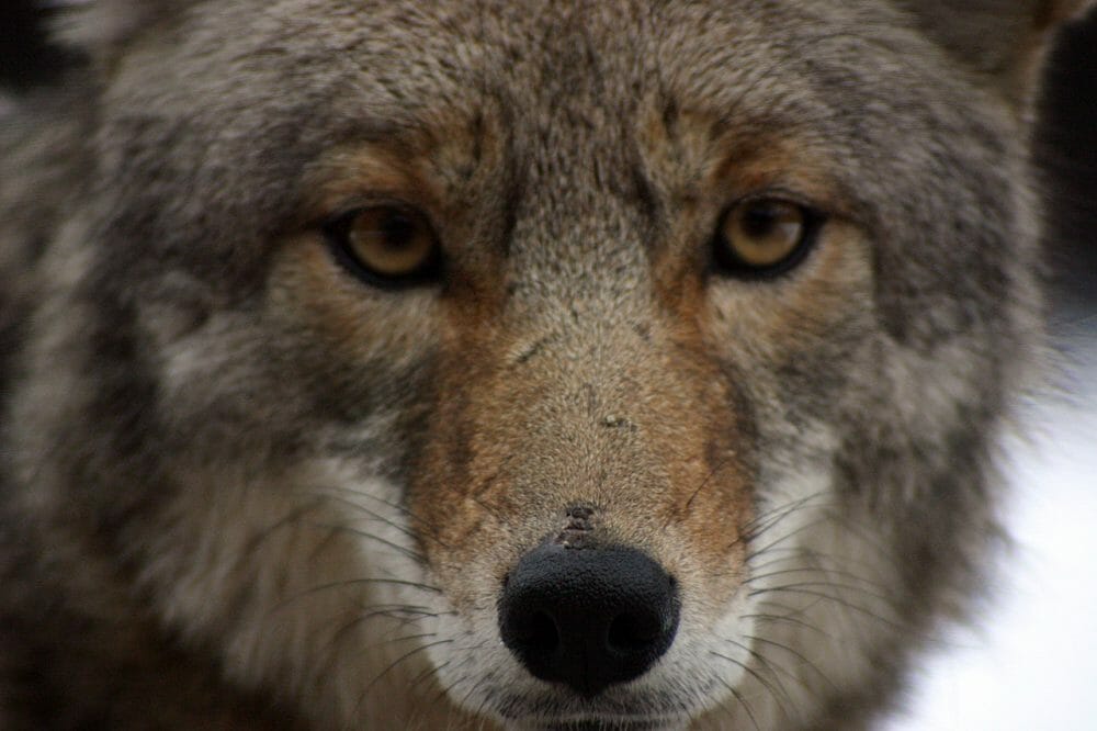coyote closeup