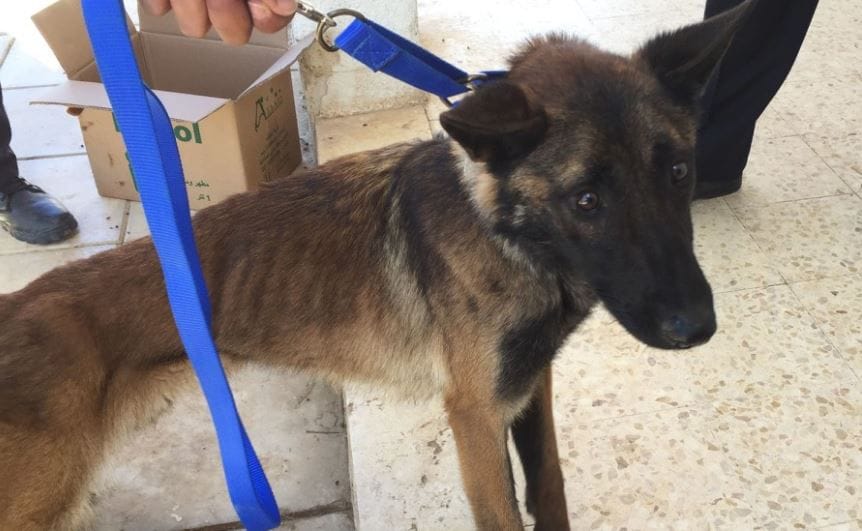 Athena, a bomb-sniffing dog evacuated from Jordan after severe neglect