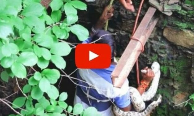 VIDEO: Brave Animal Rescue Volunteer Saves Huge Python From Deep Well