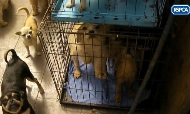 Breeder with 100 Neglected Dogs Receives Jail and Lifelong Ban on Having Animals