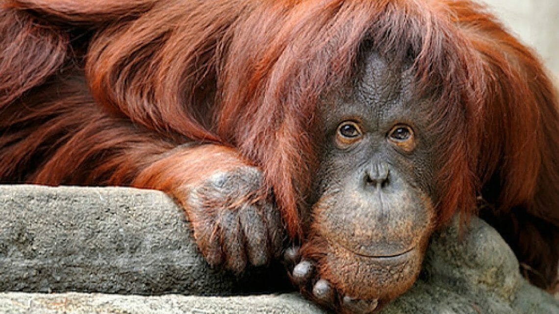 Sandra, Orangutan Granted ‘Non-Human Personhood,’ Is Finally Going To A Sanctuary