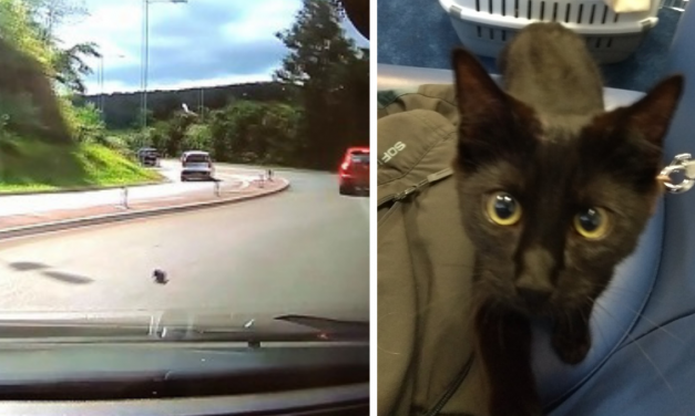 Woman Rescues Tiny Kitten Hurled From Car — And Gives Him A Forever Home