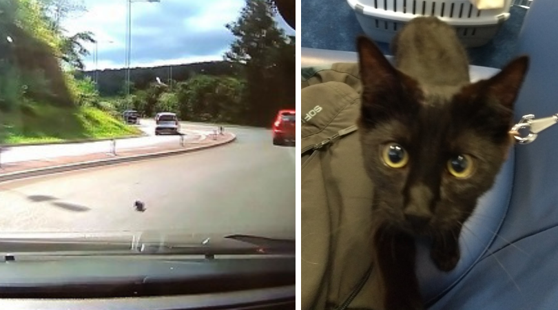 Kitten thrown on road