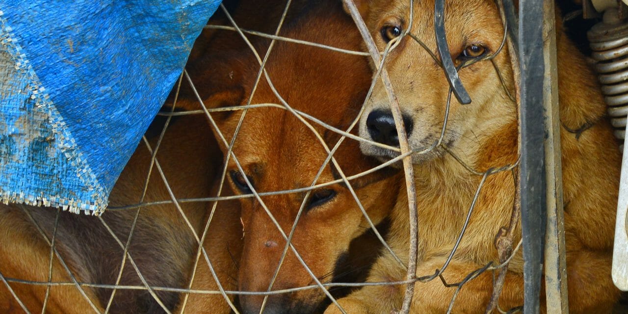 SIGN: Stop Vietnam’s Horrific Dog And Cat Meat Trade