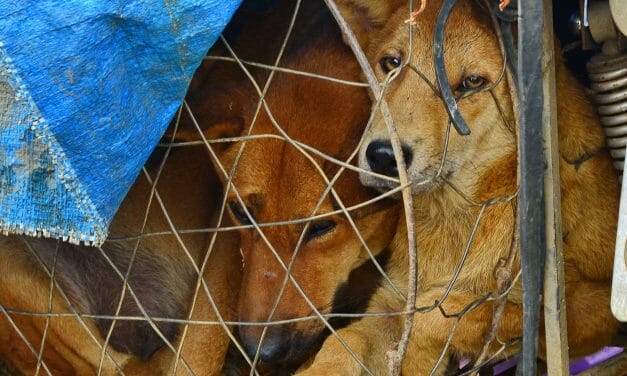 SIGN: Stop Vietnam’s Horrific Dog And Cat Meat Trade