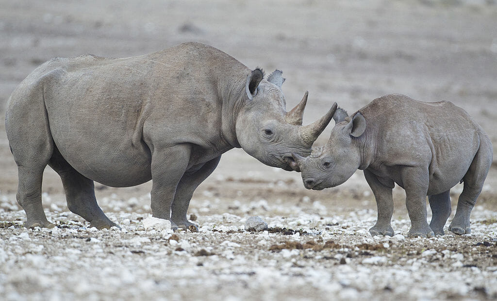 Endangered black rhinos are threatened by trophy hunting