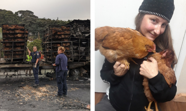 Animal Activists Rescue Chickens from Fiery Truck Crash on California Highway