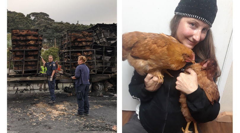 Chickens rescued from fiery truck crash