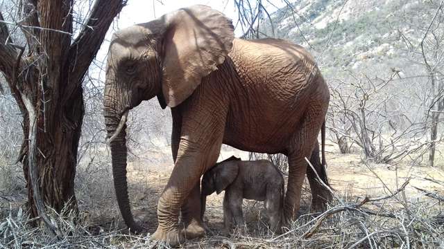 Baby elephant Lili with her rescued mom, Loijuk