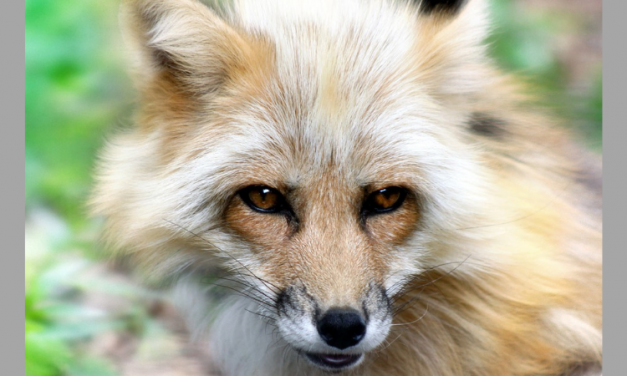 Update: California Becomes the First State in the US to Ban Trapping Animals for Fur