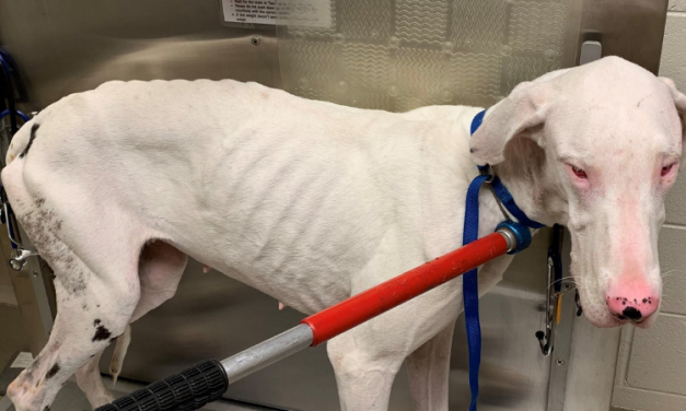 SIGN: Justice for Great Danes Starved, Covered In Feces and Full of Parasites