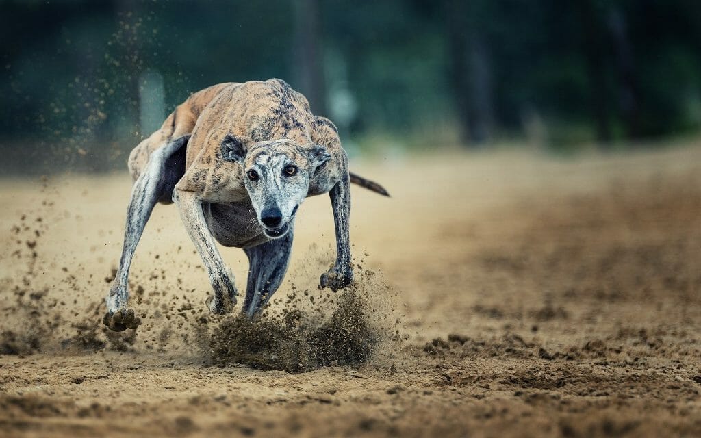 SIGN: Ban Cruel Greyhound Races Where Cocaine-Drugged Dogs Are Run to Death