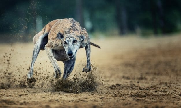 SIGN: Ban Cruel Greyhound Races Where Cocaine-Drugged Dogs Are Run to Death