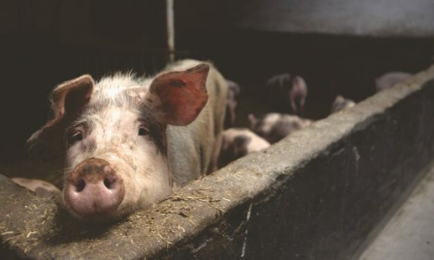 USDA Slashes Protections for Pigs, Workers and Consumers with Devastating New Swine Slaughter Rule