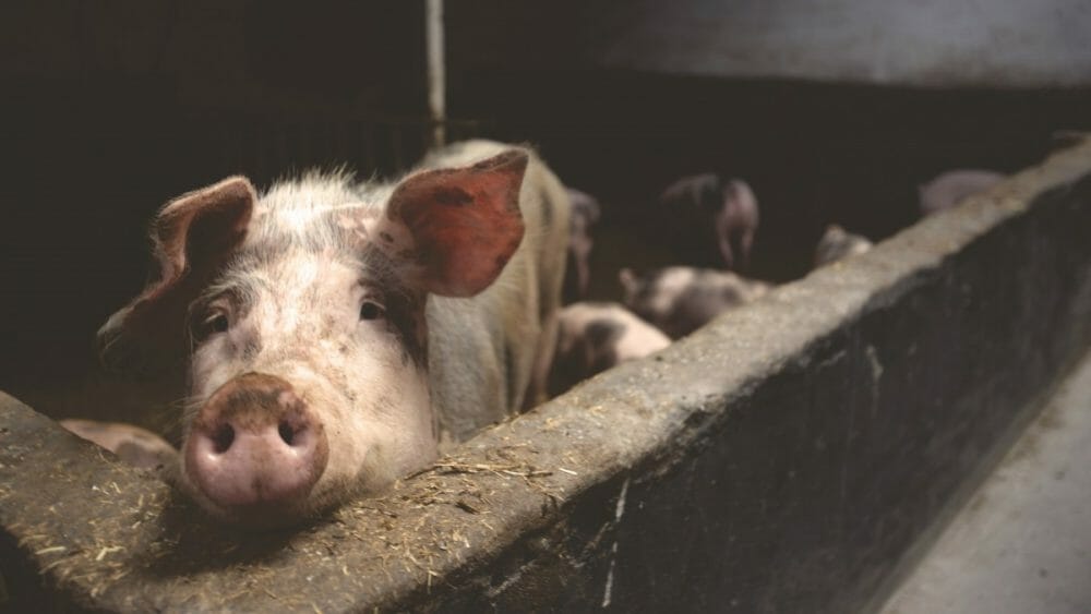 Pork slaughterhouses may become risky for pigs and workers alike