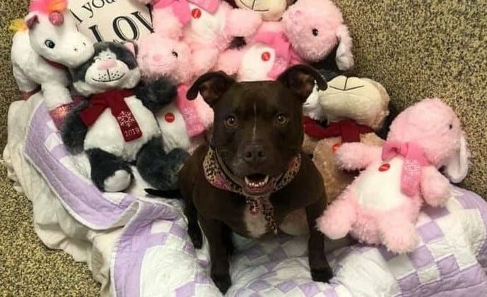 UPDATE: Lonely Dog Who Lived in Shelter for Over 400 Days Finally Finds Loving Home