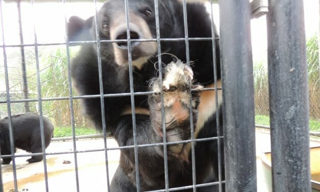 Update: Virginia Judge Decrees Roadside Zoo “Cruelly Treated” Exotic Animals