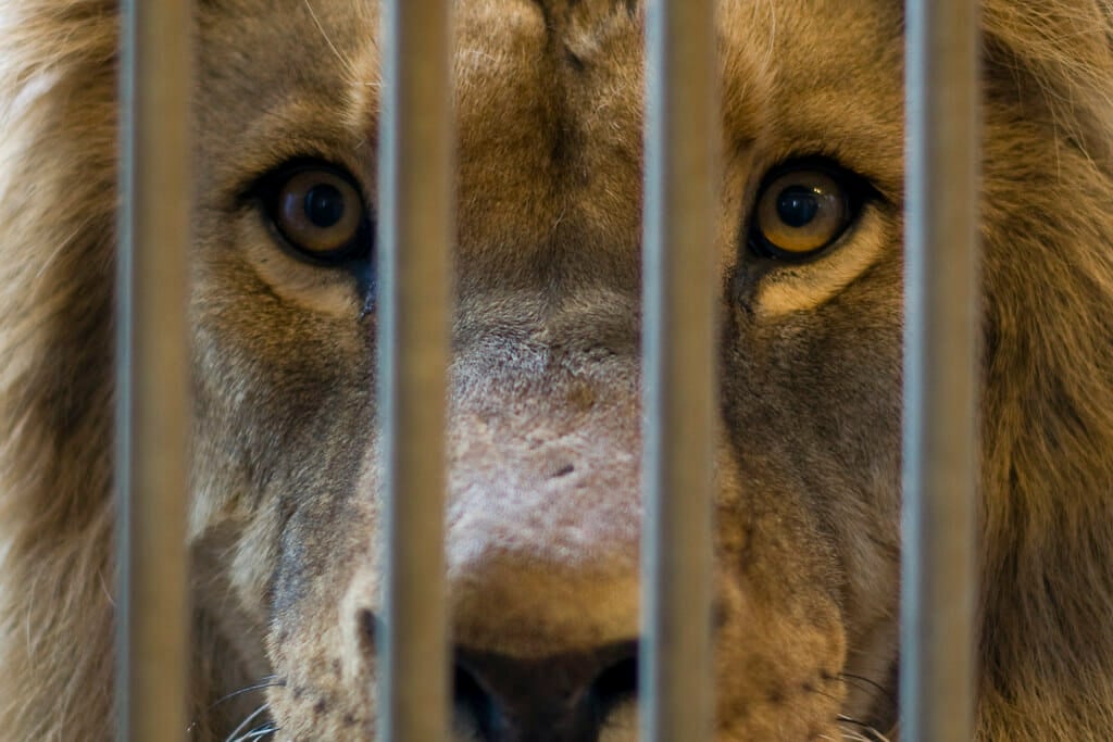 Caged lion