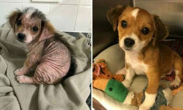 With Love and Care, This Nearly-Hairless Rescue Pup Has Grown A Beautiful Coat of Fur