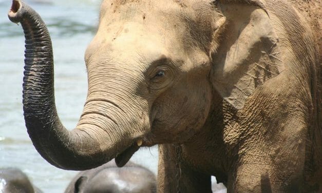 Victory for Elephants and Tigers! California Bans Wild Animals in the Circus